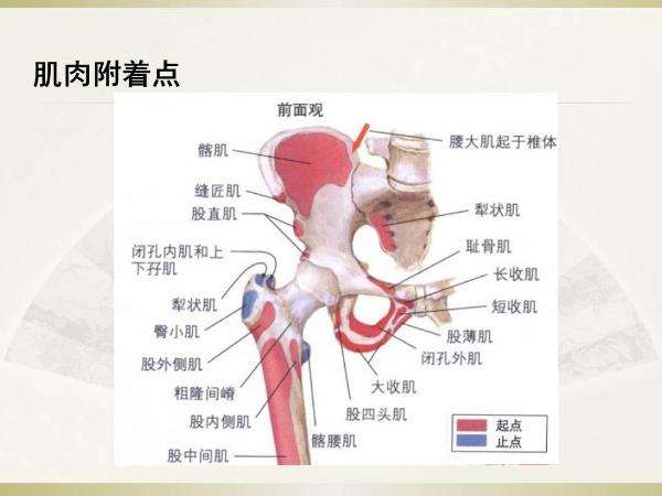 中国骨科大手术静脉血栓栓塞症预防指南-2015