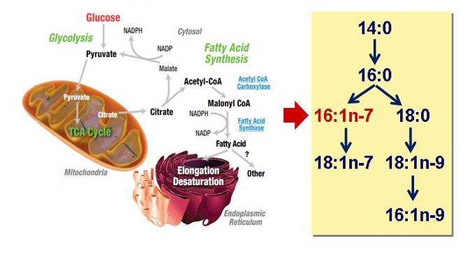 肠外营养液中加入左卡尼汀对早产儿脂肪酸代谢和营养的作用 Effects of parenteral carnitine supplementation on fat metabolism and nu
